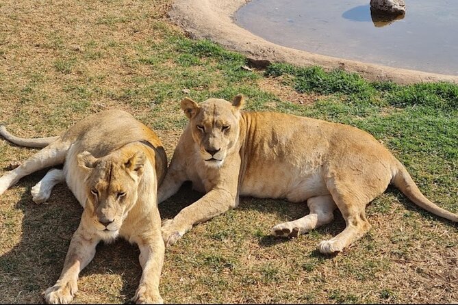 Cradle of Human Kind & Lion & Rhino Park Tour Full day Tour Private - Price and Value: What You Get for $194.36