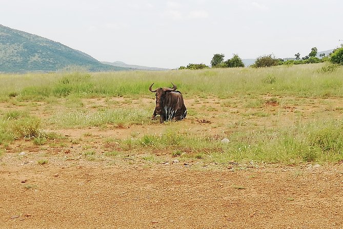 Cradle of Human Kind & Lion & Rhino Park Tour Full day Tour Private - Who This Tour Fits Best, and Who Might Want Another Option