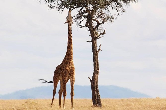 Cradle of Human Kind & Lion & Rhino Park Tour Full day Tour Private - Should You Book the Cradle of Human Kind and Lion Park Private Tour?