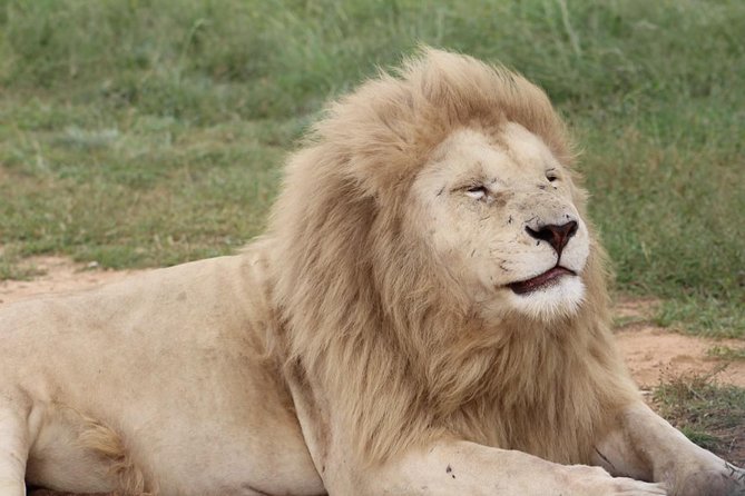 Cradle of Humankind and Lion and Safari Park Tour from Johannesburg or Pretoria - Lion and Safari Park mini-safari: where you spot lions and more