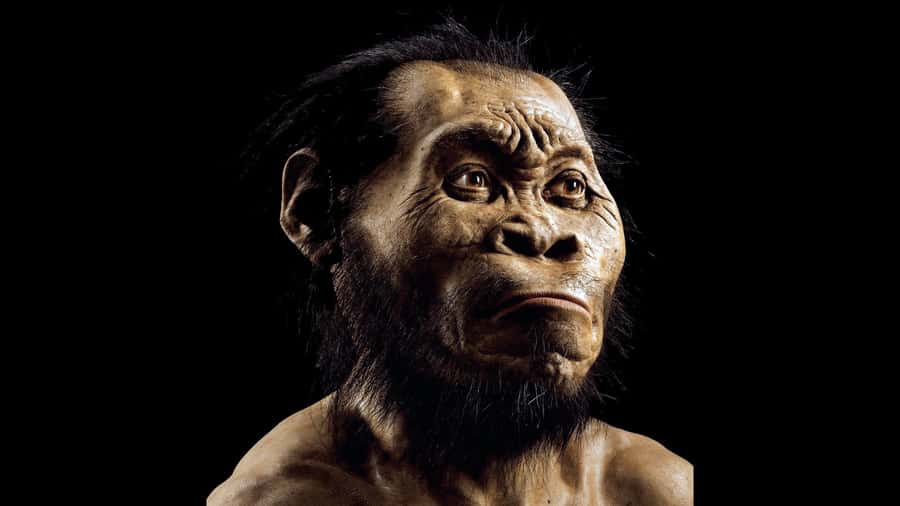 Cradle of Humankind and Sterkfontein Caves Half-Day Tour - Key things to know before you go