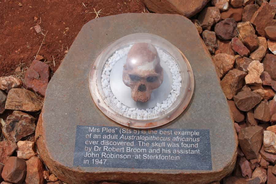 Cradle of Humankind and Sterkfontein Caves Half-Day Tour - Should you book the Cradle of Humankind and Sterkfontein half-day tour?