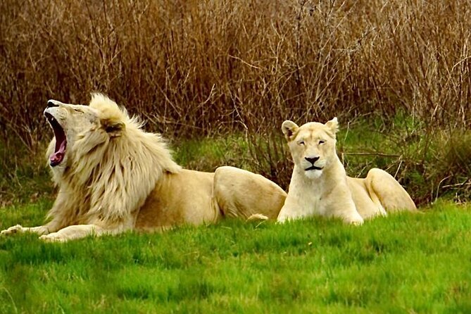 Cradle of Humankind, Caves or Maropeng, Rhino and Lion Park - Key things I’d circle before you book
