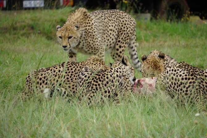 Cradle of Humankind, Caves or Maropeng, Rhino and Lion Park - Timing and comfort: planning your 5 to 7 hour day