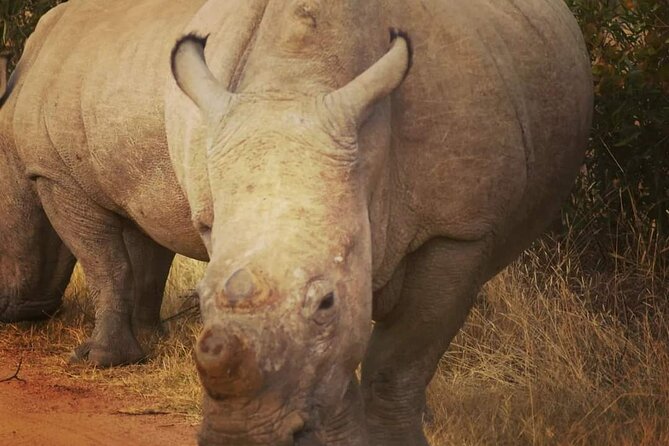 Cradle of Humankind, Caves or Maropeng, Rhino and Lion Park - Should you book this Cradle of Humankind and Rhino and Lion combo?