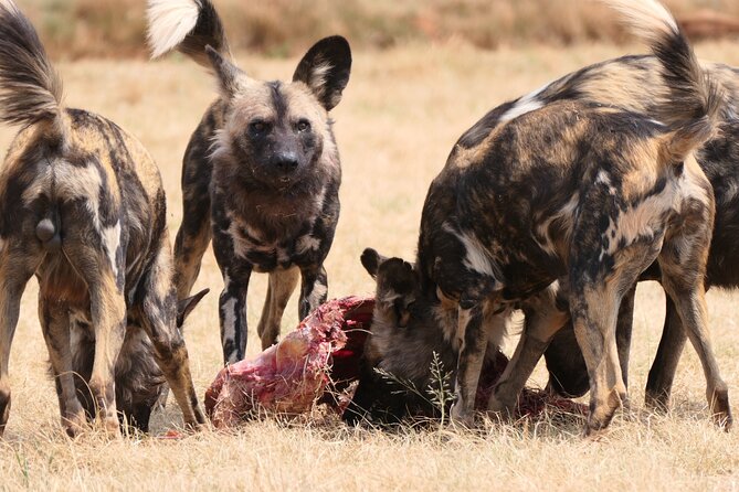 Cradle of Humankind, Caves or Maropeng, Rhino and Lion Park - Rhino and Lion Nature Reserve safari drive, close-up spotting and the animal centre