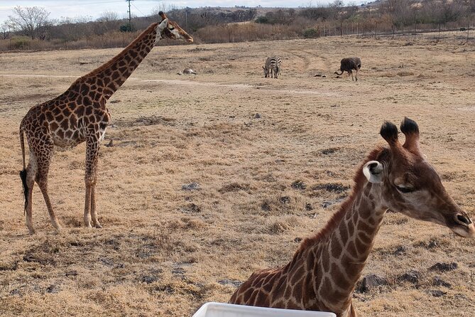 Cradle of Humankind Full Day Tour from Pretoria and Johannesburg - Rhino and Lion Nature Reserve driving loop plus breeding centre walk