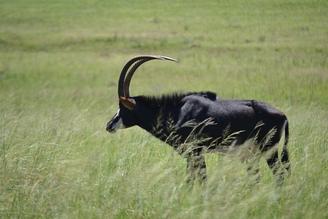Cradle of Humankind Full Day Tour from Pretoria and Johannesburg - Sterkfontein Caves and Wonder Cave, two underground visits with different effort levels