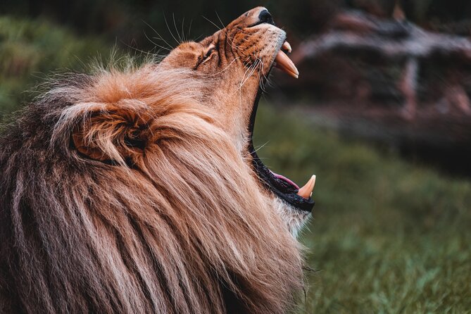 Cradle of Humankind Tour with Lion Safari from Johannesburg - Sterkfontein Caves underground: where you need a headlamp mindset
