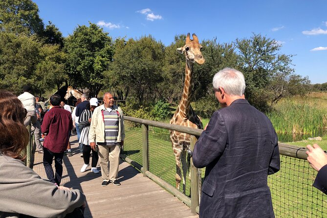 Cradle of Humankind Tour with Lion Safari from Johannesburg - The one-hour Lion and Safari Park safari: close views, not a full park expedition