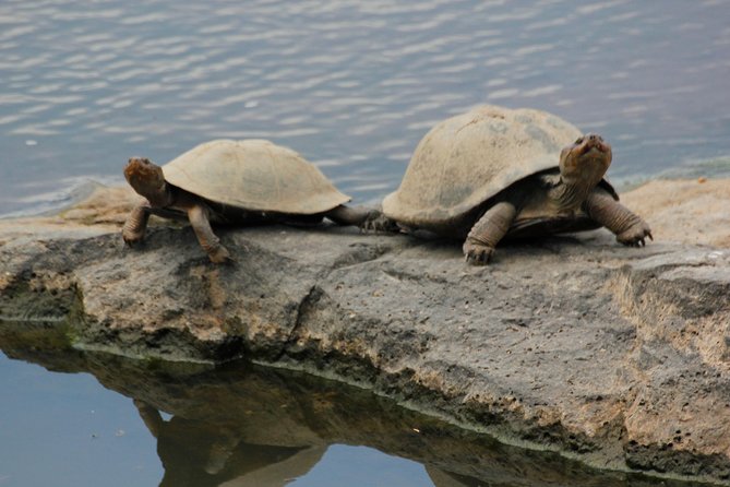 Cruise on Blyde Dam & Moholoholo Rehab Centre Day Tour from Hazyview - Family-friendly value, without turning it into a long haul