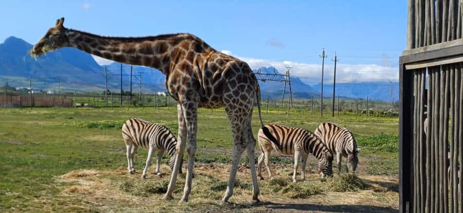 CT:Giraffe house-lions-leopard-tiger and WineTasting - Key Highlights You Will Actually Feel