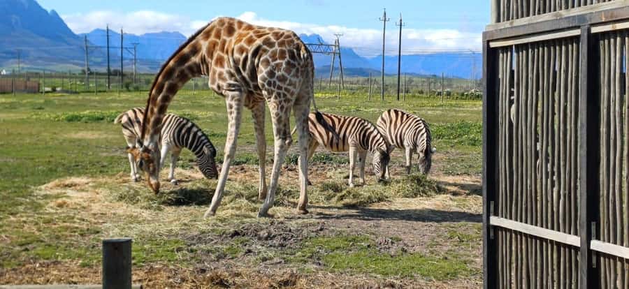 CT:Giraffe house-lions-leopard-tiger and WineTasting - Lions, Leopards, and Tigers: What the Conservation Setup Means