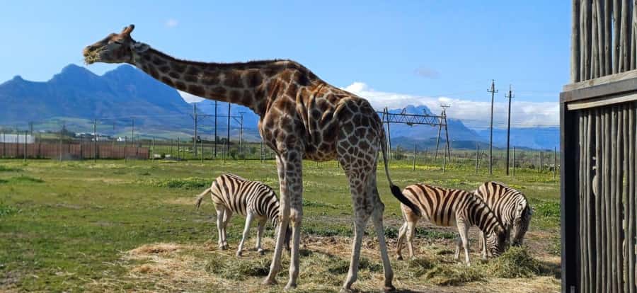 CT:Giraffe house-lions-leopard-tiger and WineTasting - Timing, Comfort, and Photo Tips That Save Your Day