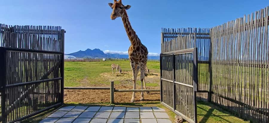 CT:Giraffe house-lions-leopard-tiger and WineTasting - Giraffe House: The Up-Close Wildlife Stop