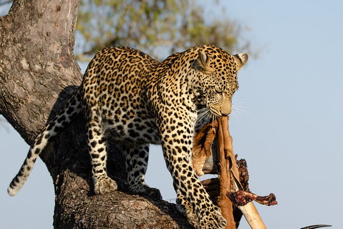 Daily Pilanesberg National Park Private Shuttle Services - Key Things That Make This Shuttle Worth Your Time