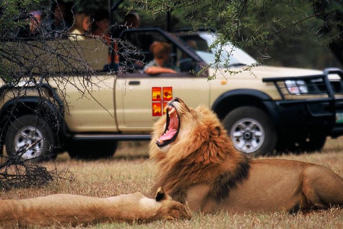 Daily Pilanesberg National Park Private Shuttle Services - Your Ride Choices: Sedan vs Minibus, and Who They Suit