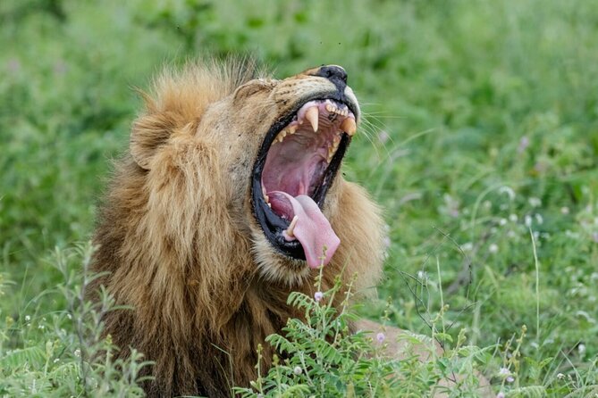 Daily Pilanesberg National Park Private Shuttle Services - Sun City Arrival: Pick Your Pace from Waterworld to the Maze