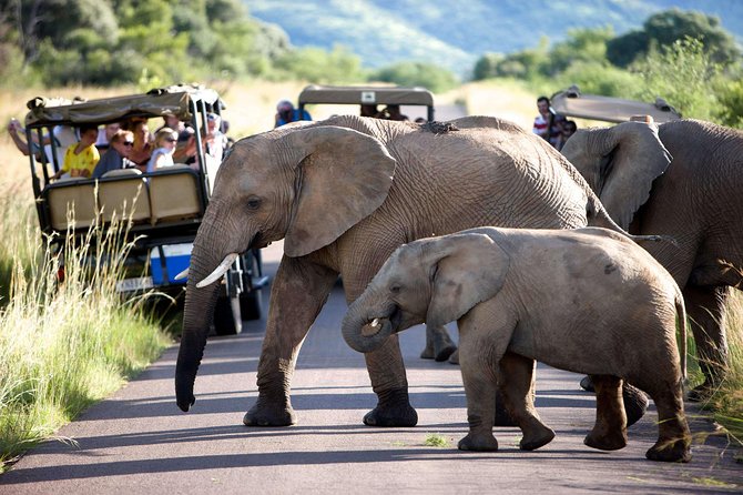 Daily Pilanesberg National Park Private Shuttle Services - Switching from Sun City to Pilanesberg National Park, a Handy Plan B