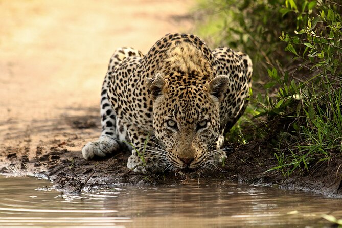 Daily Pilanesberg National Park Private Shuttle Services - The 3-Hour Drive: Views, Fruit Stop-Overs, and What You Actually Get