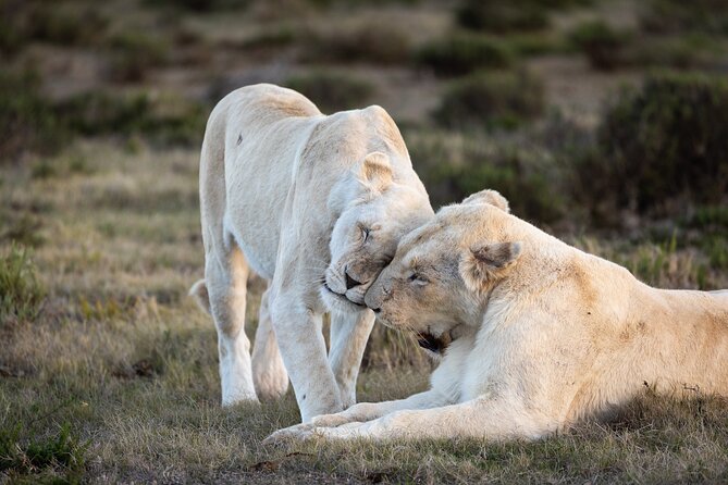 Day Safari at Pumba Private Game Reserve - Key Things You’ll Notice Right Away