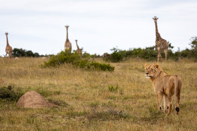 Day Safari at Pumba Private Game Reserve - Pumba Private Game Reserve, and Why This Timing Feels Like a Trade-Off