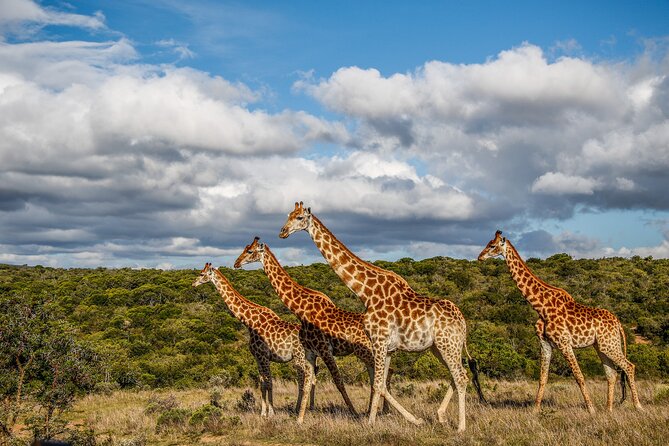 Day Safari at Pumba Private Game Reserve - Timing for the Stars: White Lions and the Heat Reality Check
