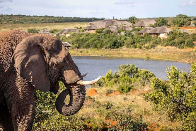 Day Safari at Pumba Private Game Reserve - What to Bring and Wear: All-Weather Safari Comfort