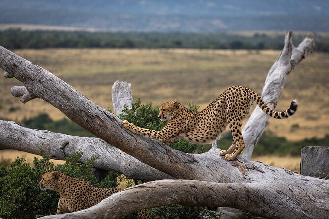 Day Safari at Pumba Private Game Reserve - The Land Rover Game Drive: Close Wildlife Viewing With Ranger Commentary