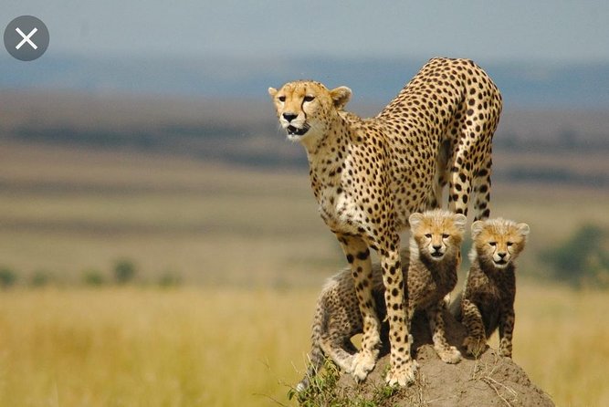 De Wildt Cheetah and Wildlife Centre Private Safari (Private) - Key Things I’d Watch For