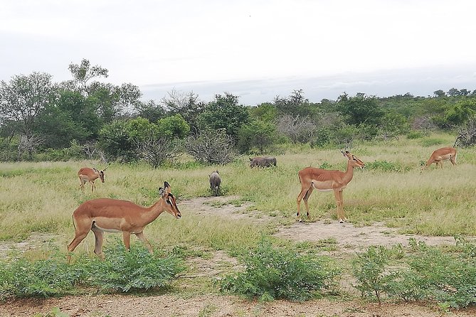 De Wildt Cheetah and Wildlife Centre Private Safari (Private) - Getting To Ann van Dyk Cheetah Centre From Johannesburg