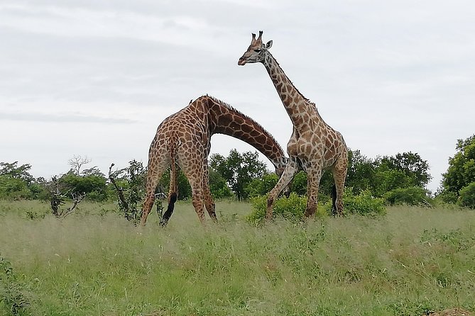 De Wildt Cheetah and Wildlife Centre Private Safari (Private) - Cheetahs and Wild Dogs Up Close, Without the Guesswork