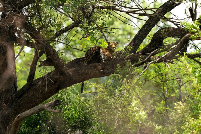 Discover the Pilanesberg with a personalized full day safari - Key points before you go
