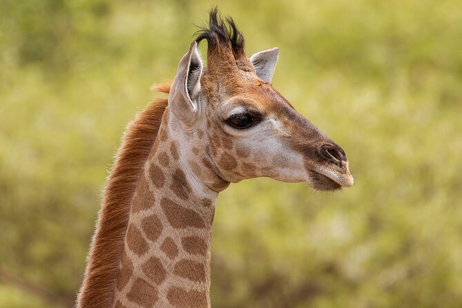 Discover the Pilanesberg with a personalized full day safari - Johannesburg pickup and the 10 to 12 hour rhythm