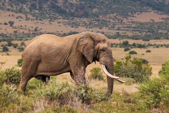 Discover the Pilanesberg with a personalized full day safari - Chasing the Big Five, with a guide who can actually find stuff
