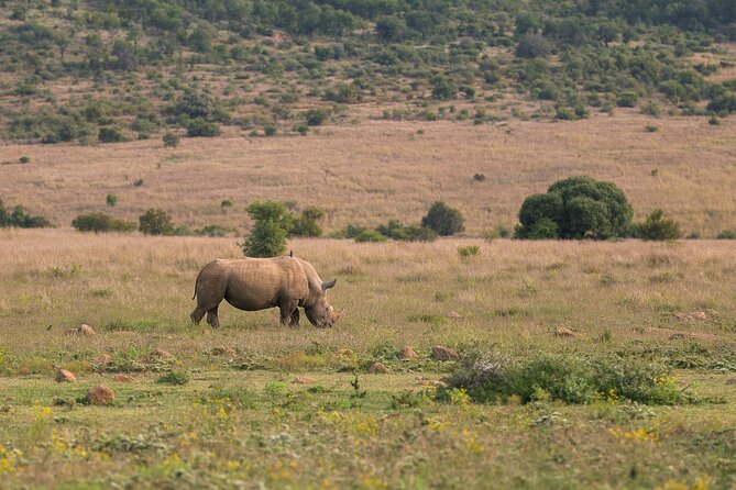 Discover the Pilanesberg with a personalized full day safari - Who this Pilanesberg safari suits best