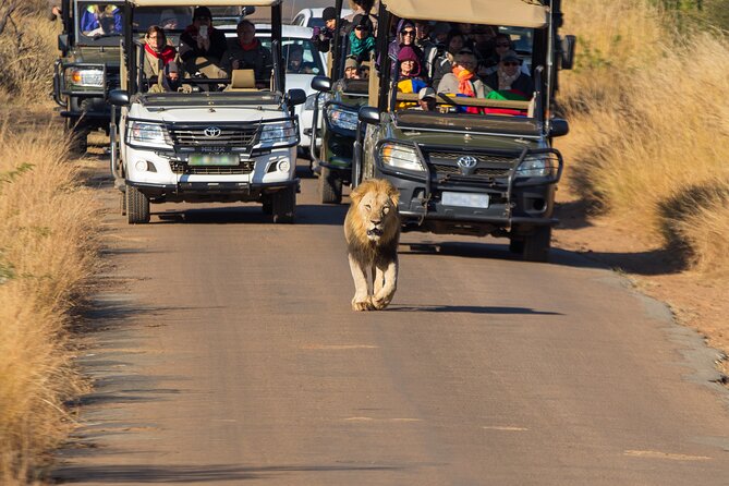 Discover the Pilanesberg with a personalized full day safari - Inside the park: scenic routes plus serious searching