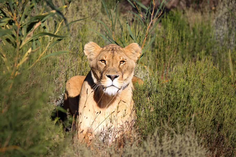 Drakenstein Lion Park Entry Ticket - Key things I’d watch for