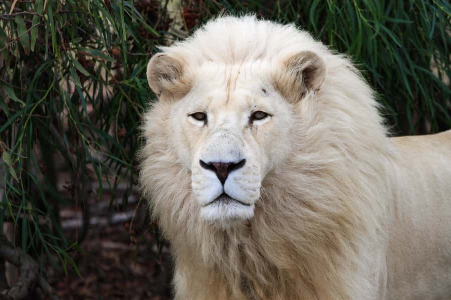 Drakenstein Lion Park Entry Ticket - Drakenstein Lion Park in the Cape Winelands, and why it matters