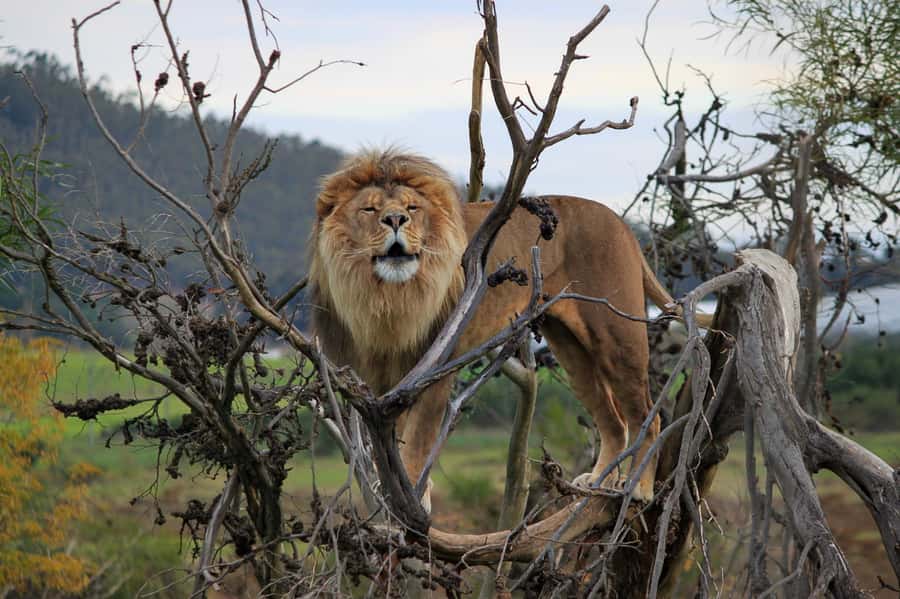 Drakenstein Lion Park Entry Ticket - Inside the 60-acre lion habitat: how the viewing experience works