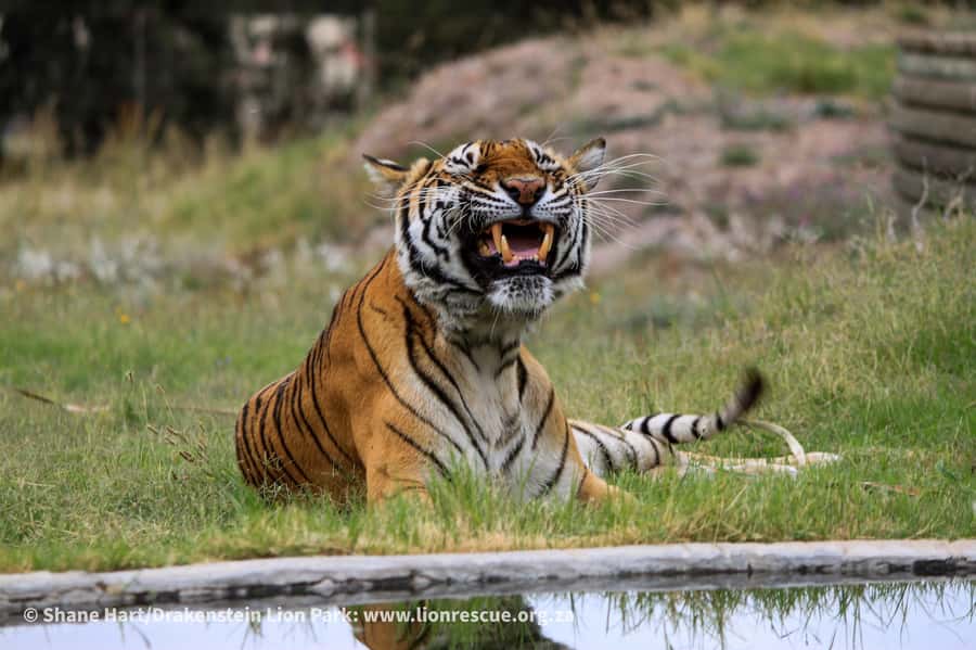 Drakenstein Lion Park Entry Ticket - A realistic day plan for your 1-day ticket