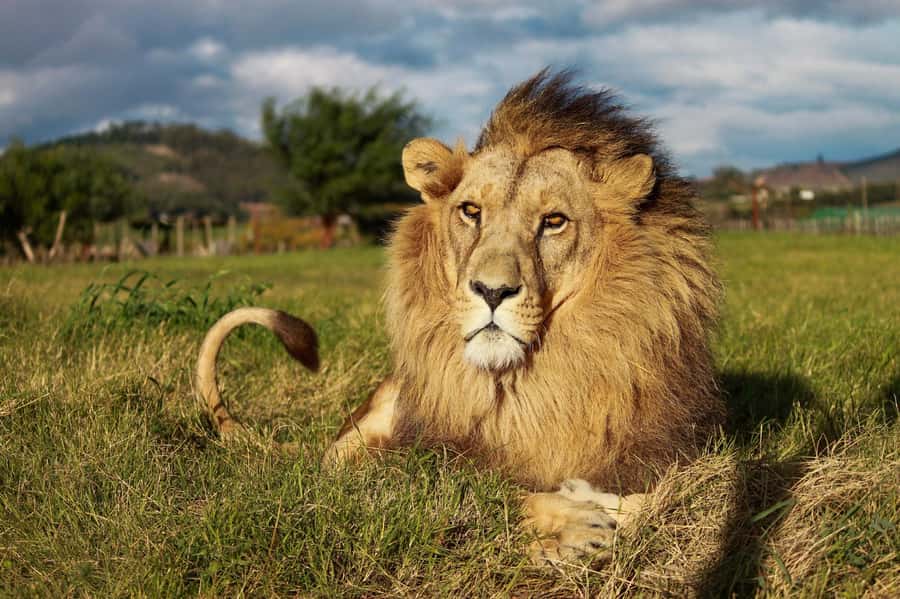 Drakenstein Lion Park Entry Ticket - The Hart family and the 1998 mission in plain language