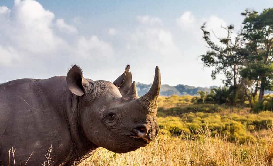 Durban:3 Day Hluhluwe-Imfolozi Park, St Lucia, iSimangaliso - What’s included, and what you need to budget for