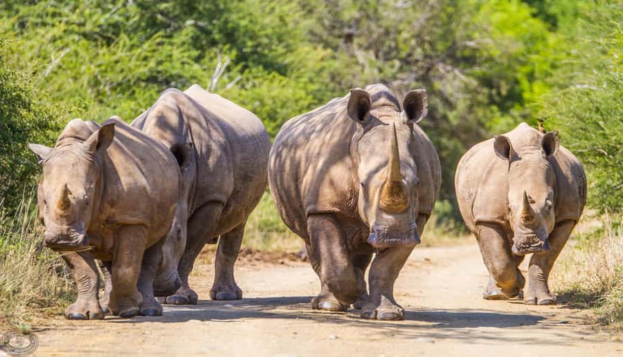 Durban:3 Day Hluhluwe-Imfolozi Park, St Lucia, iSimangaliso - Timing, gear, and rules that can make or break your day
