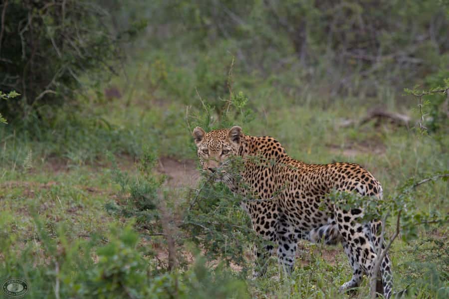 Durban:3 Day Hluhluwe-Imfolozi Park, St Lucia, iSimangaliso - St Lucia Estuary Hippo Cruise: 2 hours, close-up wildlife watching