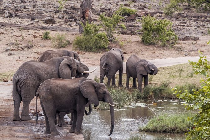 Durban: Big 5 Safari - Open Safari Vehicle at Exclusive Reserve - Key things I’d circle before you book