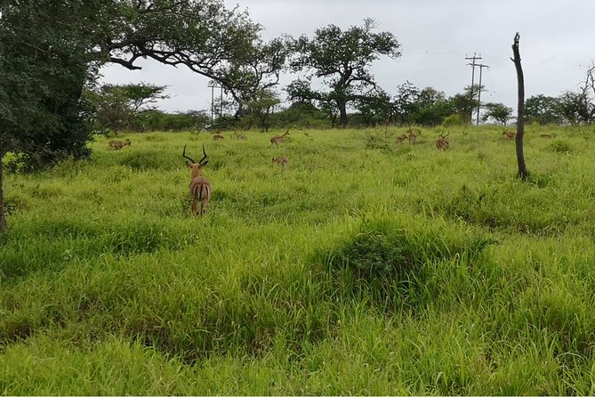 Durban: Big 5 Safari - Open Safari Vehicle at Exclusive Reserve - The safari drive: how the Big Five hunt usually plays out
