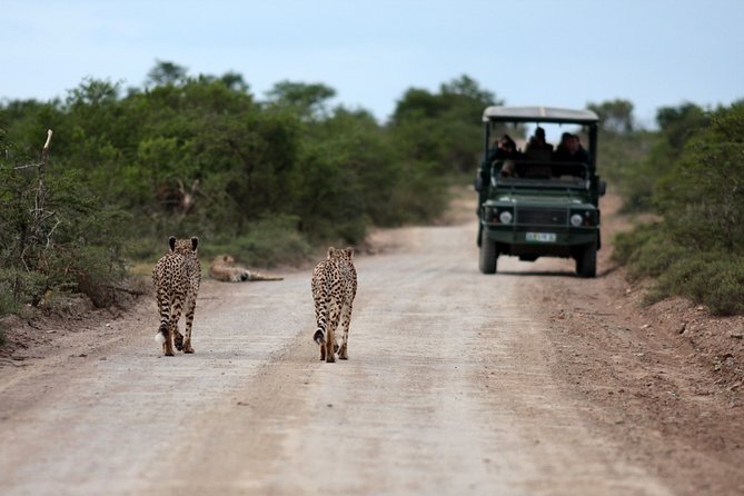 Durban: Big 5 Safari - Open Safari Vehicle at Exclusive Reserve - Wildlife highlights you can realistically hope for