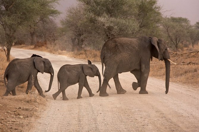Durban: Big 5 Safari - Open Safari Vehicle at Exclusive Reserve - The early pickup and ride from Durban (why it matters)