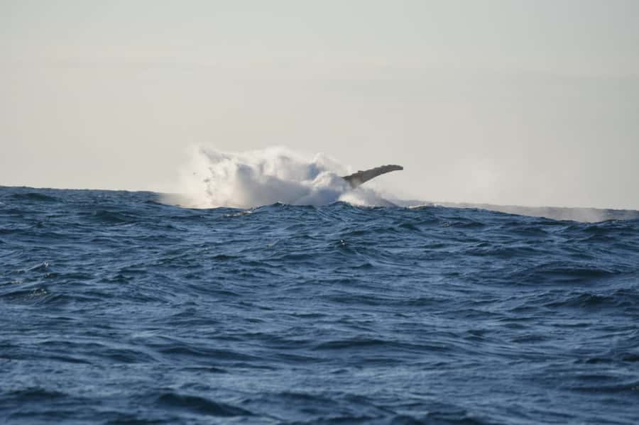 Durban: Durban: Whale and Dolphin Watching Boat Tour - Key highlights worth knowing before you go